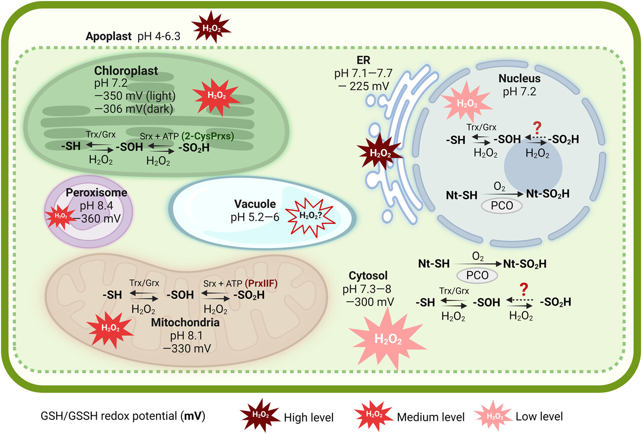 Formation of protein –SO2H and the parameters influencing thiol reactivity in different subcellular organelles in plant cells