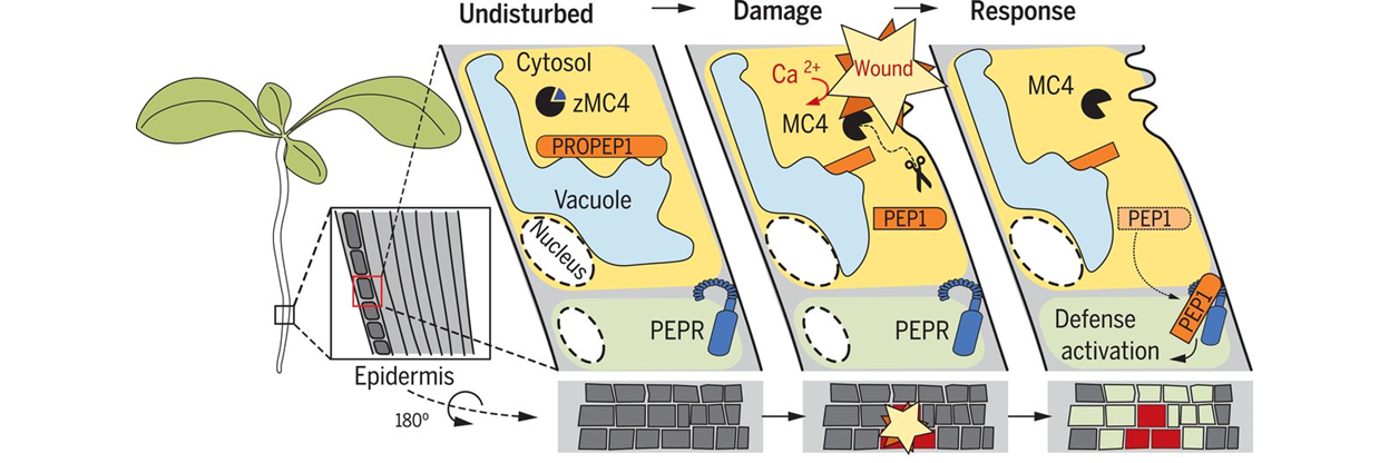 Damage on plants activates Ca2+-dependent metacaspases for release of immunomodulatory peptides