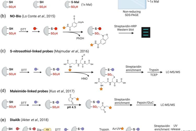 Methods for protein –SO2H detection