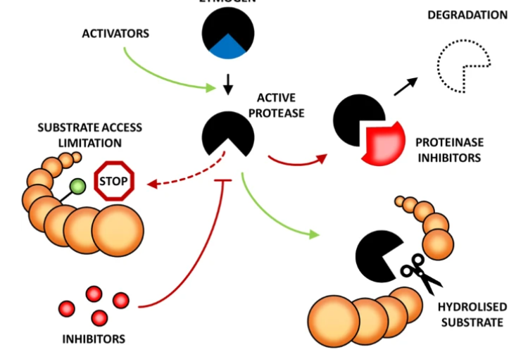 Protease cleavage