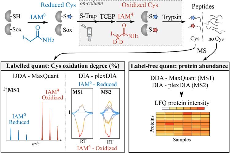 CysQuant, a new method for accurately measuring the oxidation levels of cysteine residues in proteins